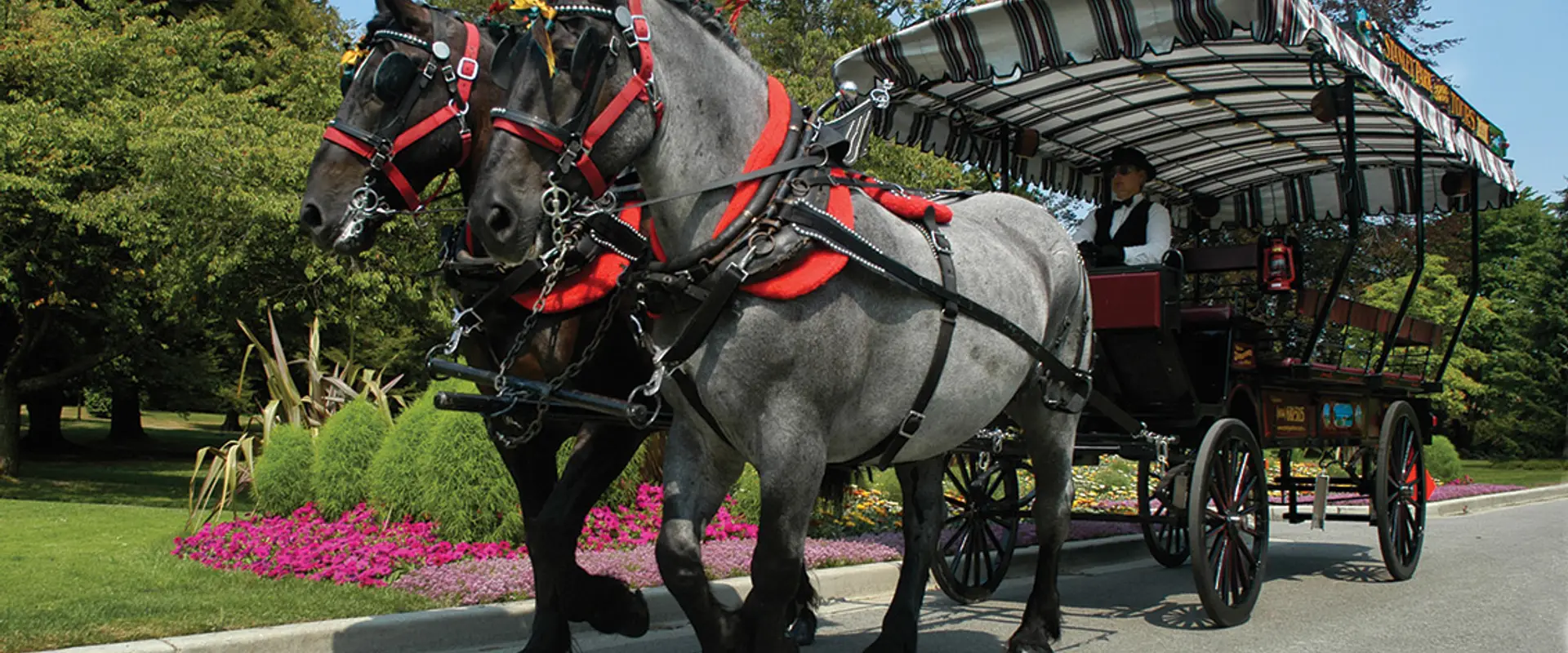 AAA Horse & Carriage Ltd.