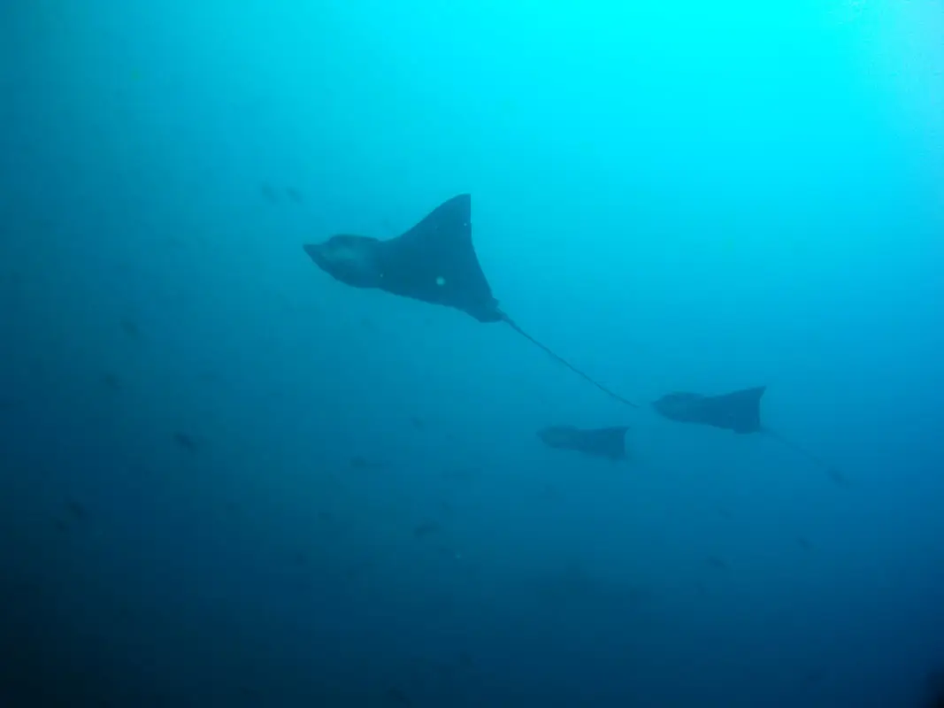 Rockfish Divers