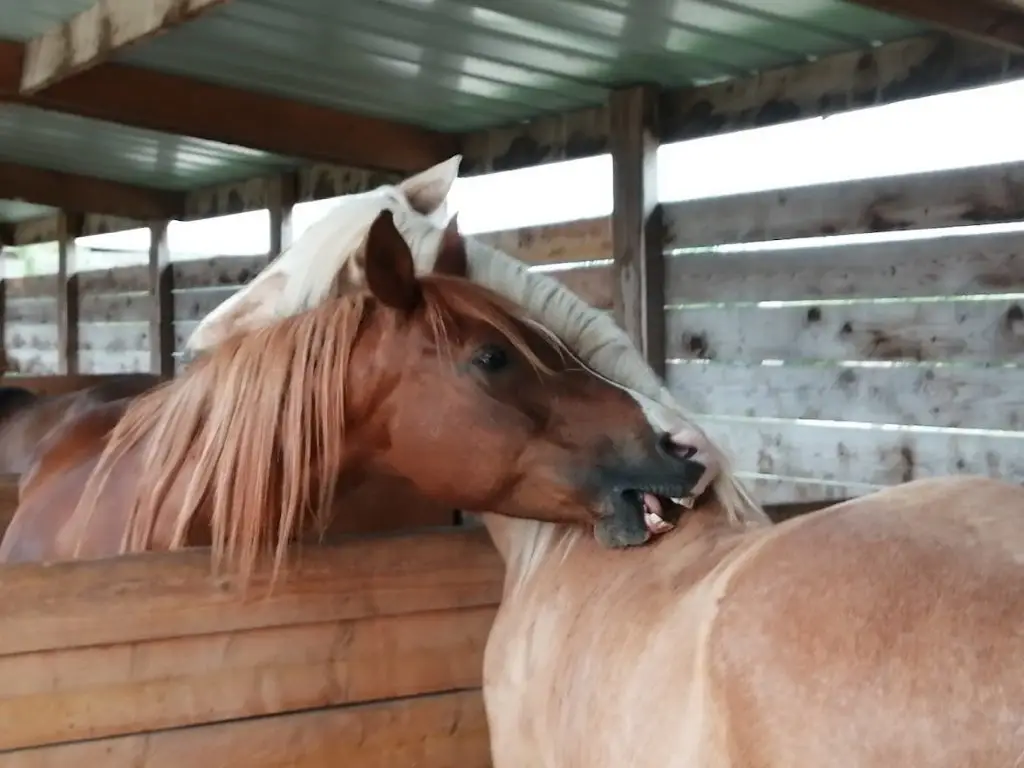 Champ à Cheval