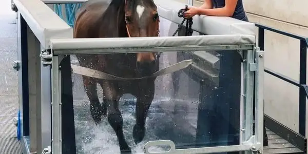 Higher Farm Riding School