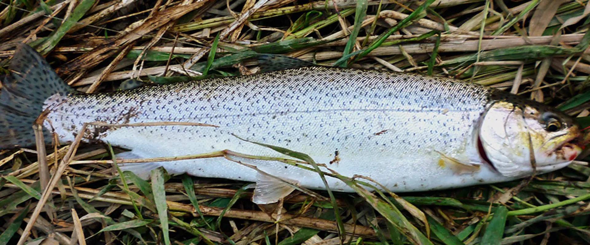 Totem Flyfishers