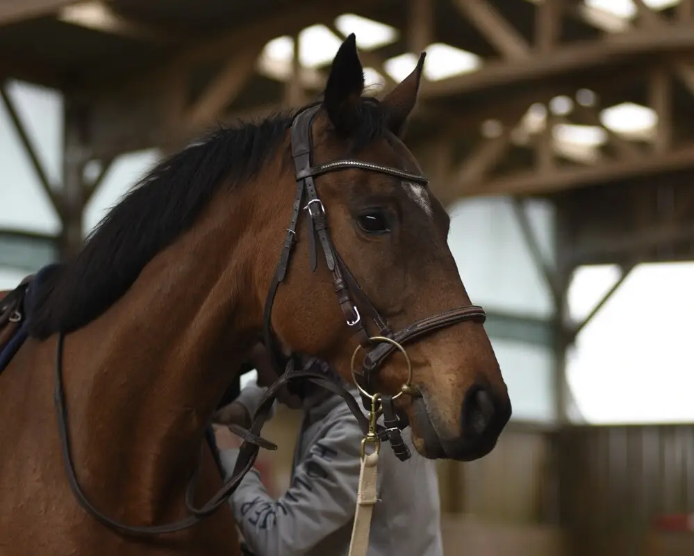 MB Equestrian