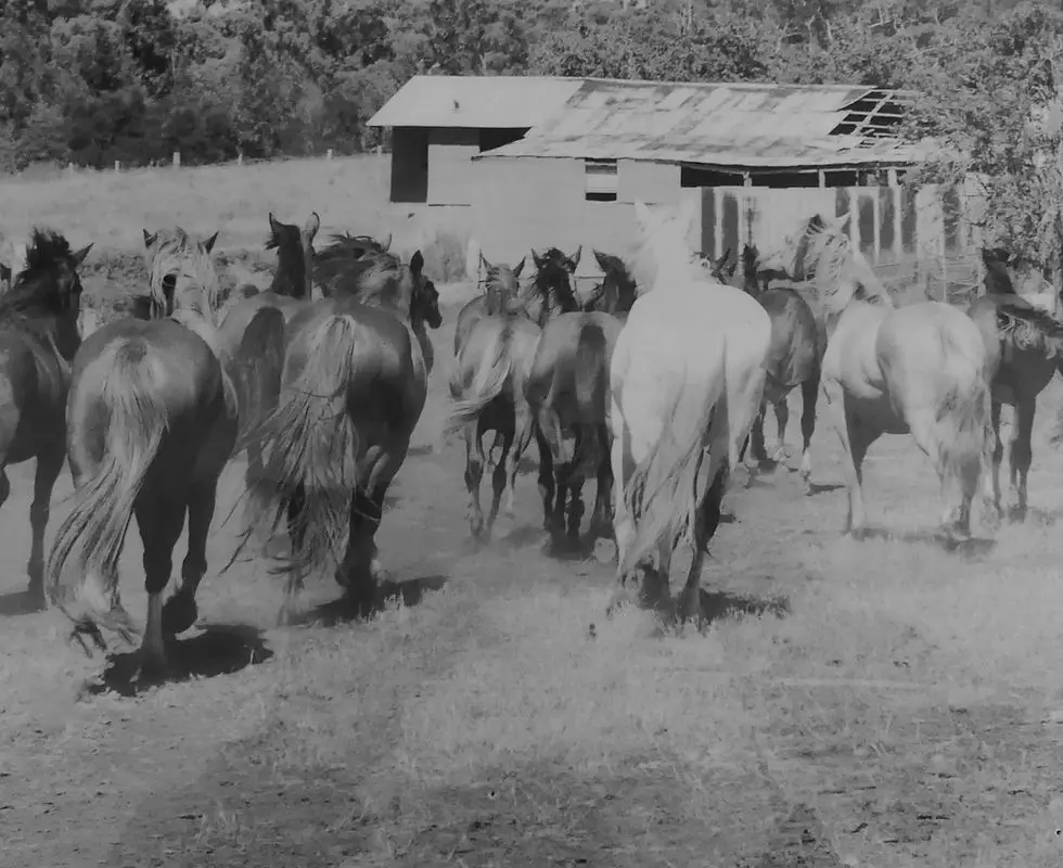 Boomerang Horse Riding