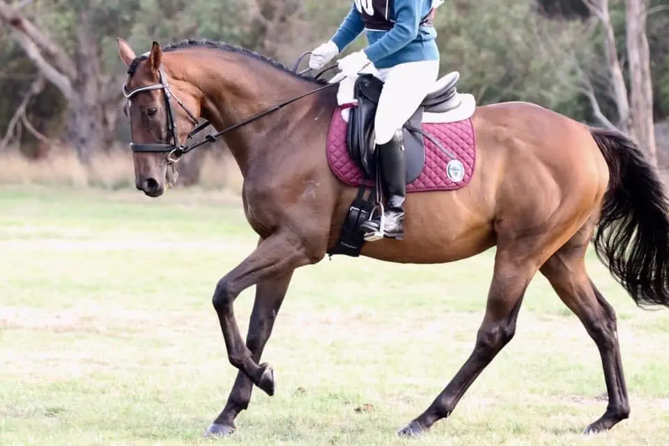 Officer Pony Club