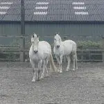 Penniwells Riding For Disabled Centre