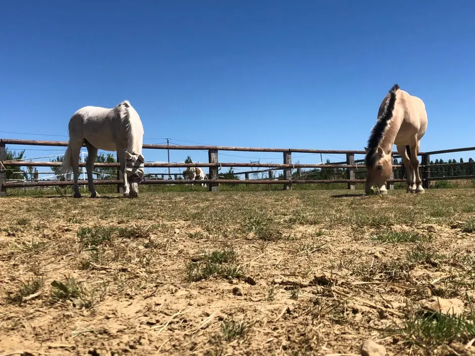 Equidamm