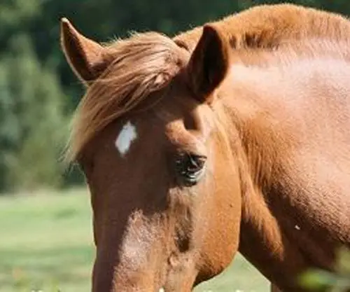 CENTRE EQUESTRE DE PLUVIGNER