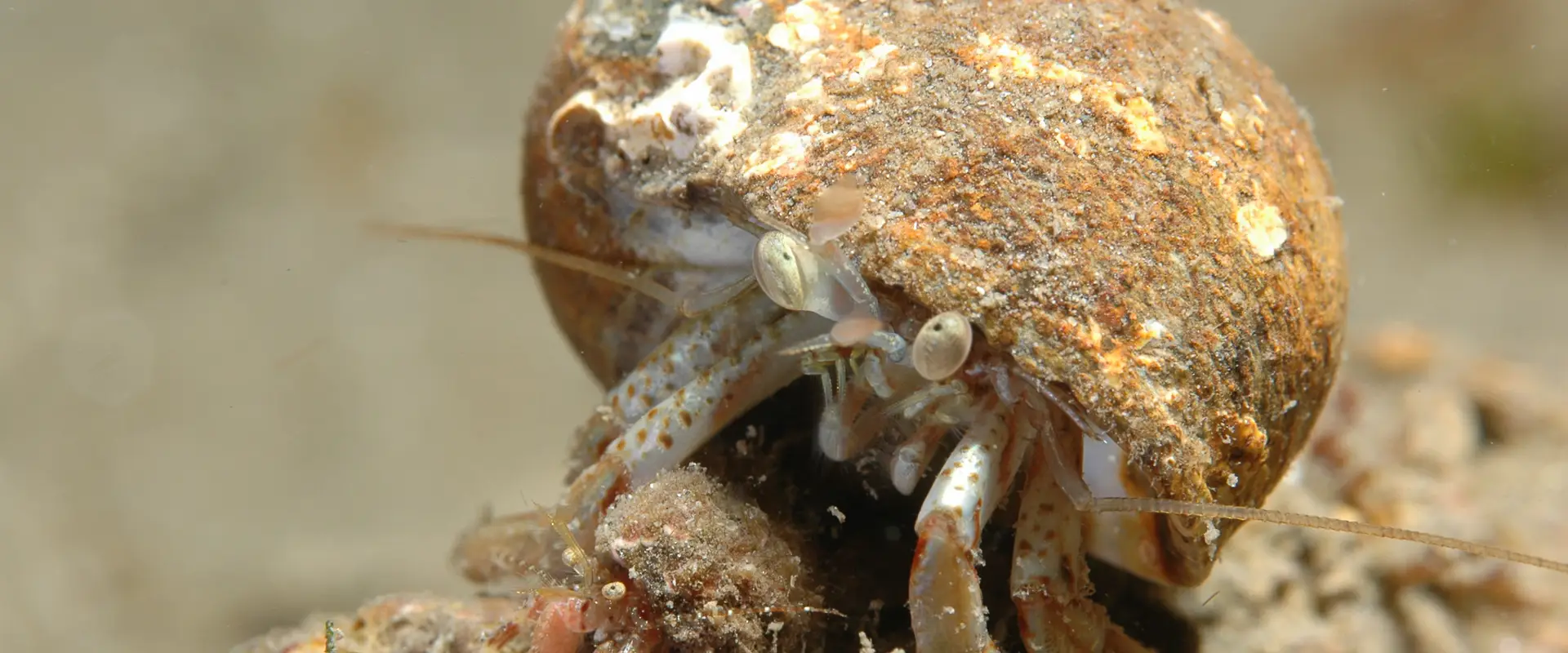 Falcon Diving Charters