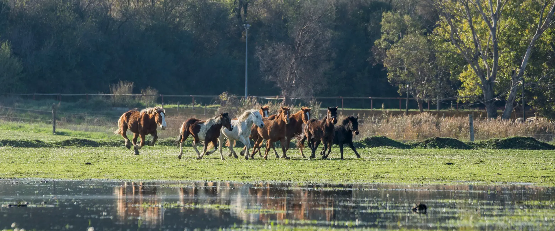 Aur'horse Équitation