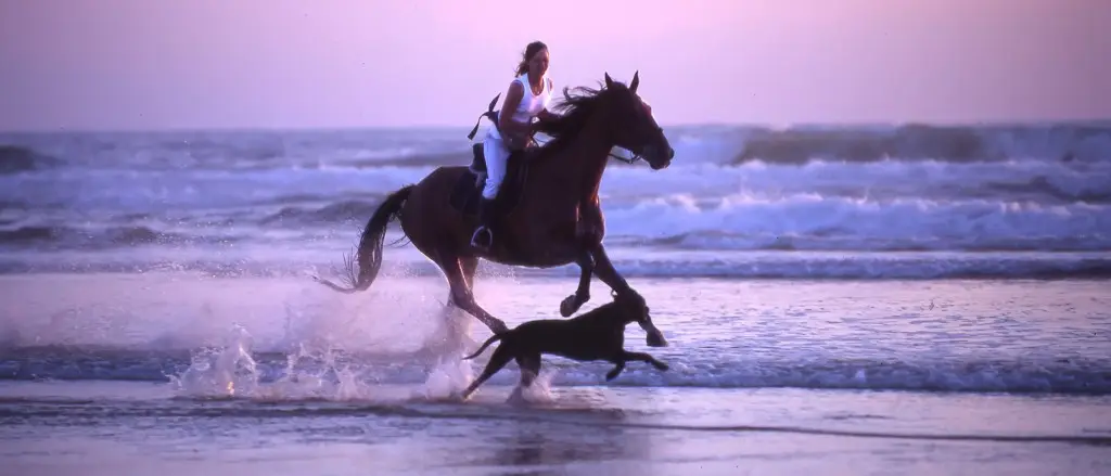 Equestrian Center Lous Chivaus