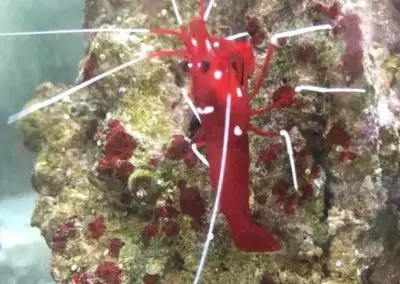 Marine Fish World Limited