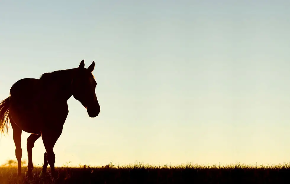 Gee Up Equine Laundry