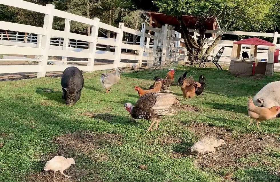 Farm Ventures