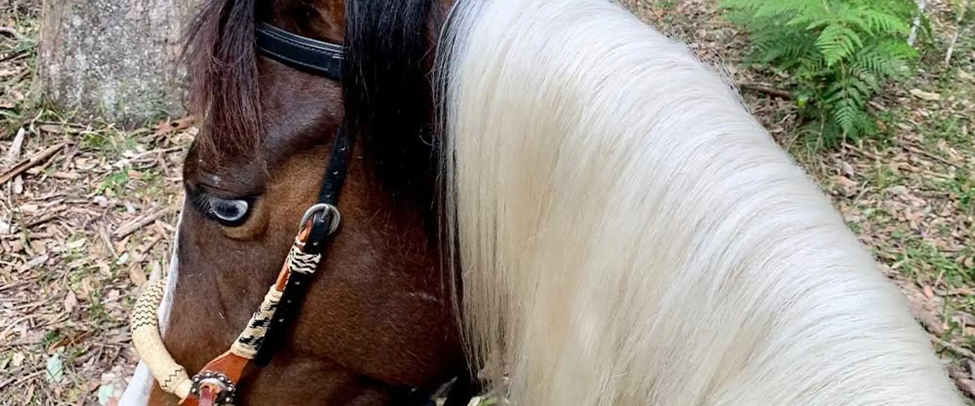 Together Horsemanship