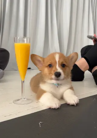 Puppy Yoga Puppysphere