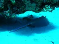 Tiverton Sub Aqua Club