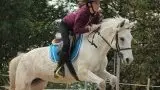 Pony Cheval Nature Rapeaux Aujard