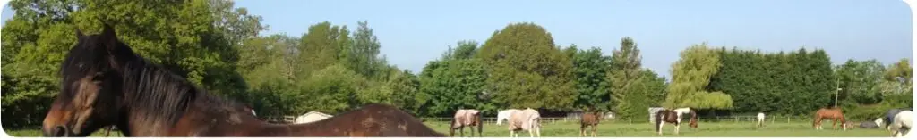 Truemans Heath Riding School