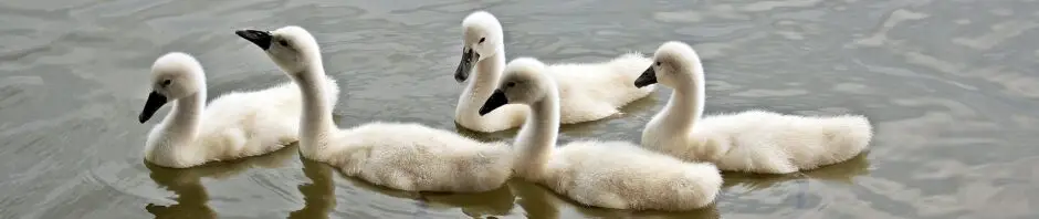 RUSH IN BALLET