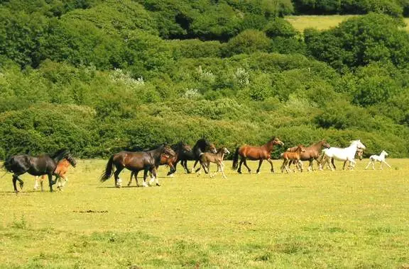 Tresorya Stud