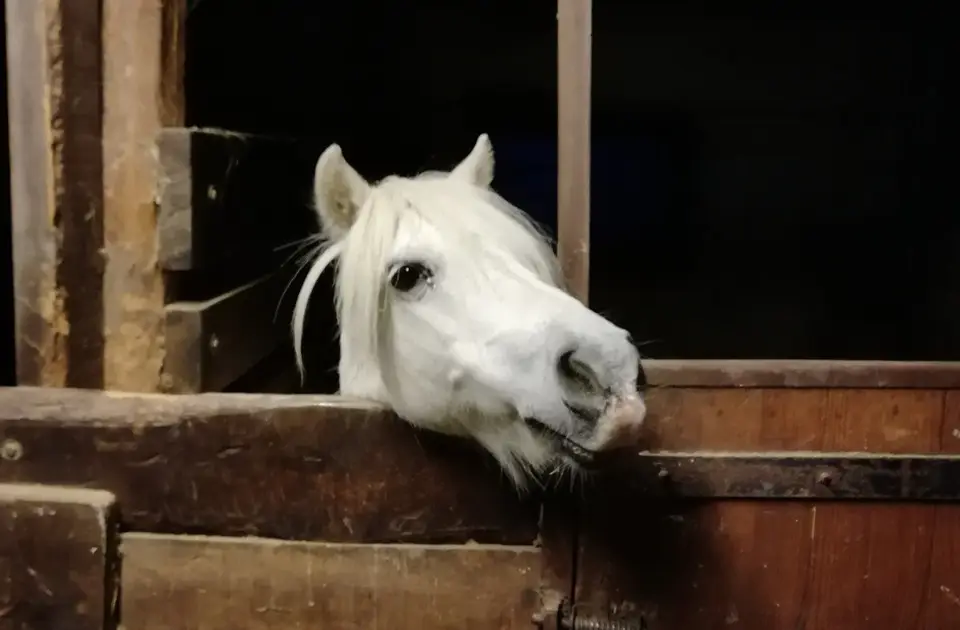 Thiers Voltige Equestre