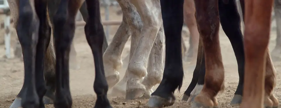 High Country Horseshoes