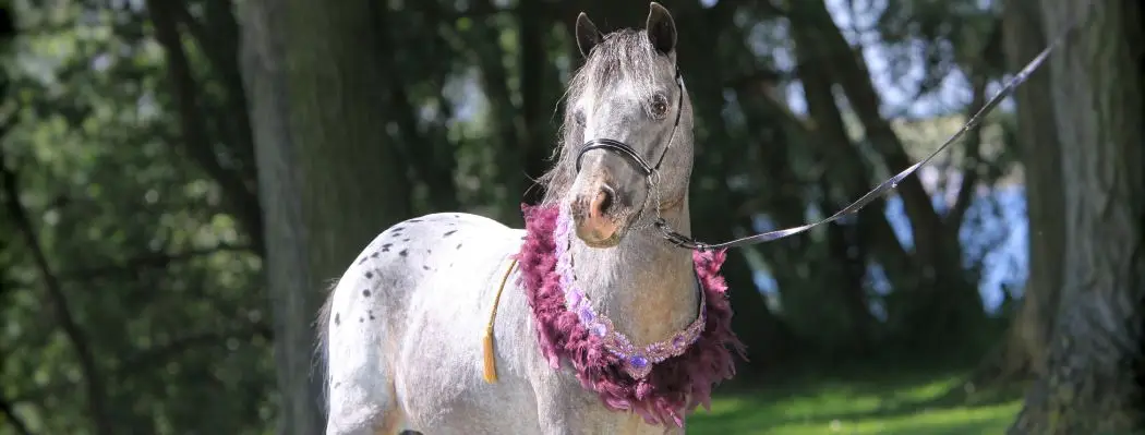 Mini Horse Sales Ltd