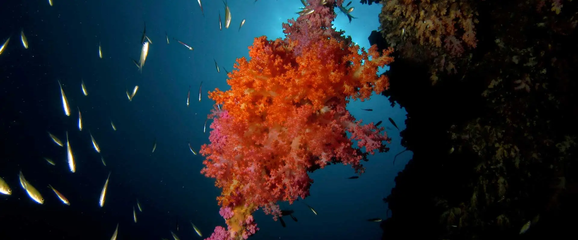 Thailand Dive And Sail