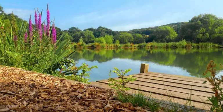 Bells Mill Fishery
