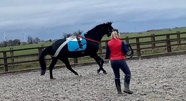 Long Drove Dressage Centre