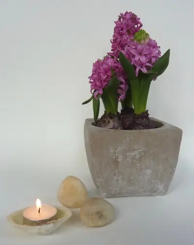 Josh Whaley Therapies
