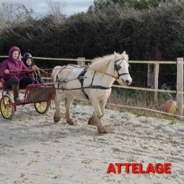 I Haras De Petite Boele Centre Equestrei