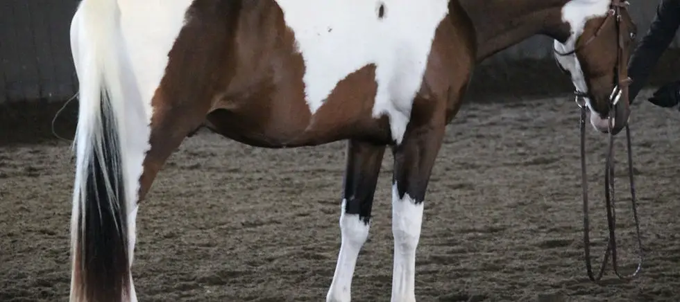 Signature Equestrian