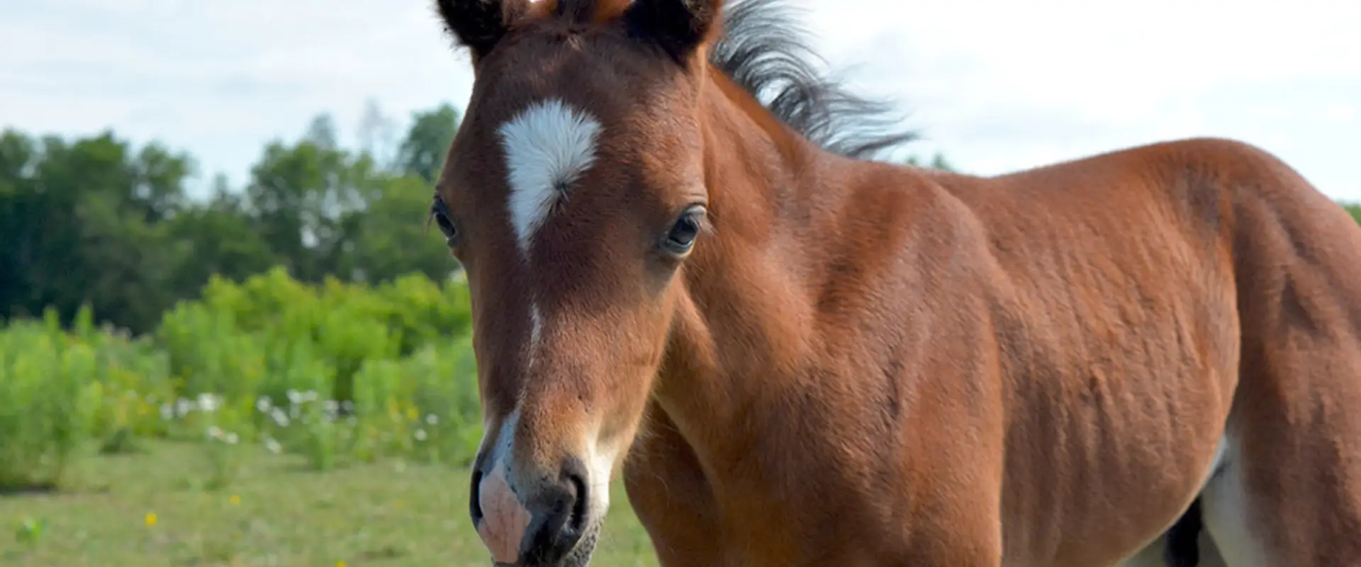 Tamarak Equestrian