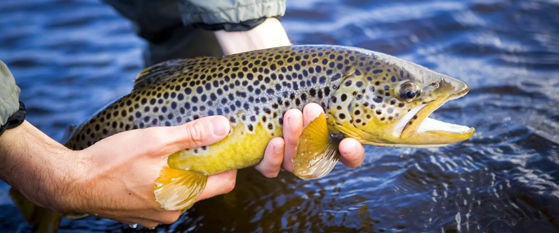 Fish Wild