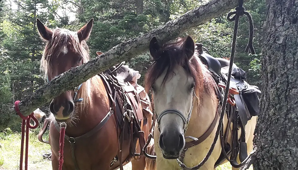 Cavaliers des Revoux