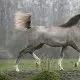 Alifa Arabians