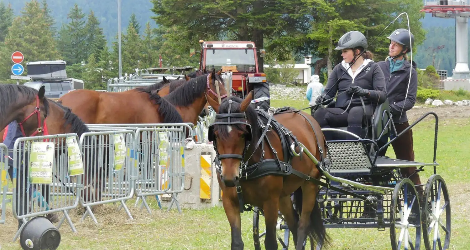 Cheval Du Vercors