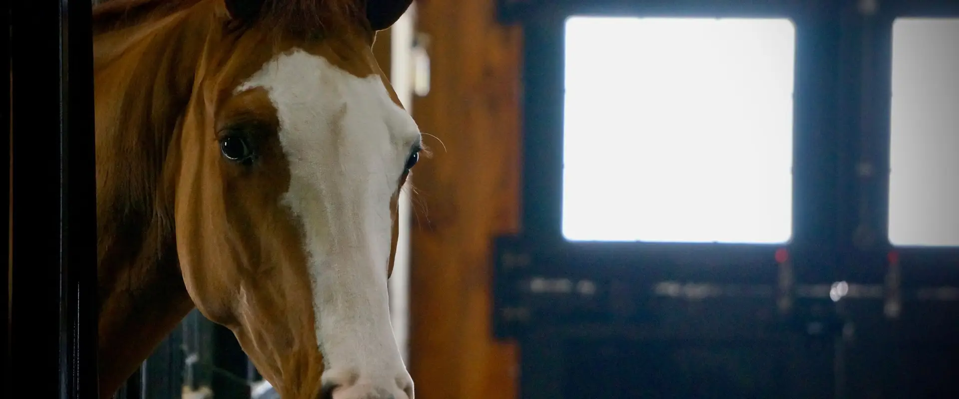 Benchmark Equestrian