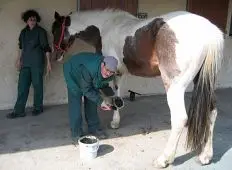 FERME EQUESTRE SESAME SERVICES
