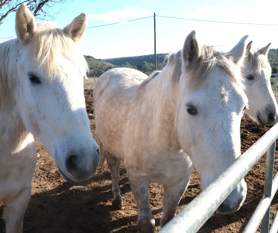 Area Mas Les Jasses Chambres Breakfast Et School Riding Camargue And Ethological Céline Legaz