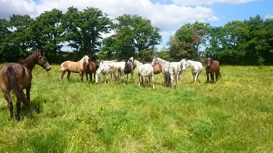 The Equestrian Center Aumarière SARL