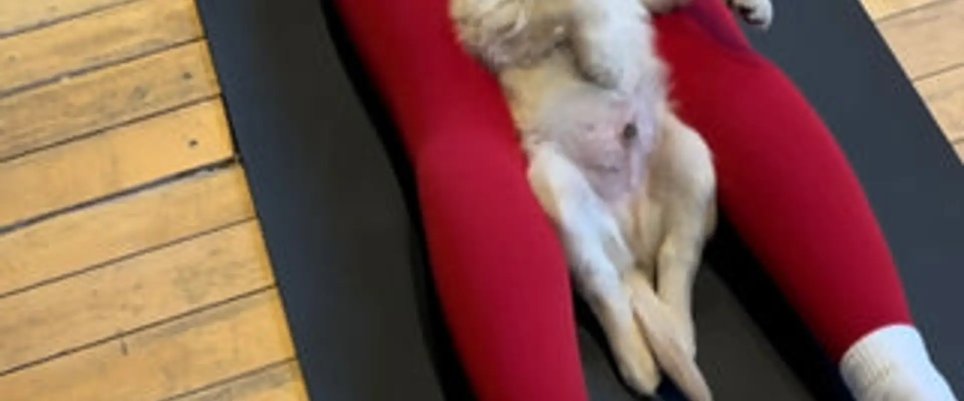 Puppy Yoga