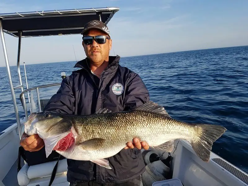 SETEFISHING