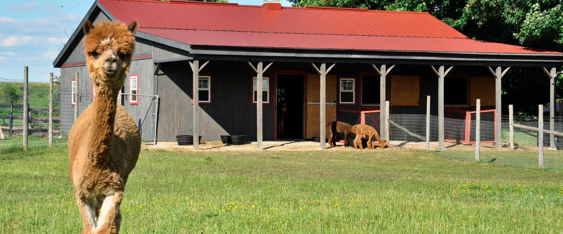 Brae Ridge Farm & Sanctuary
