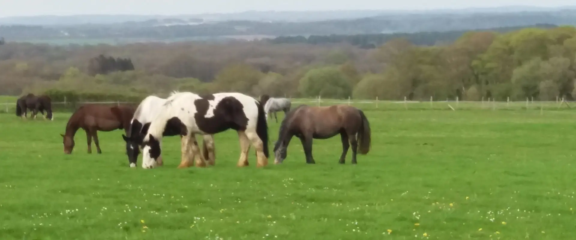 Lulworth Equestrian Centre