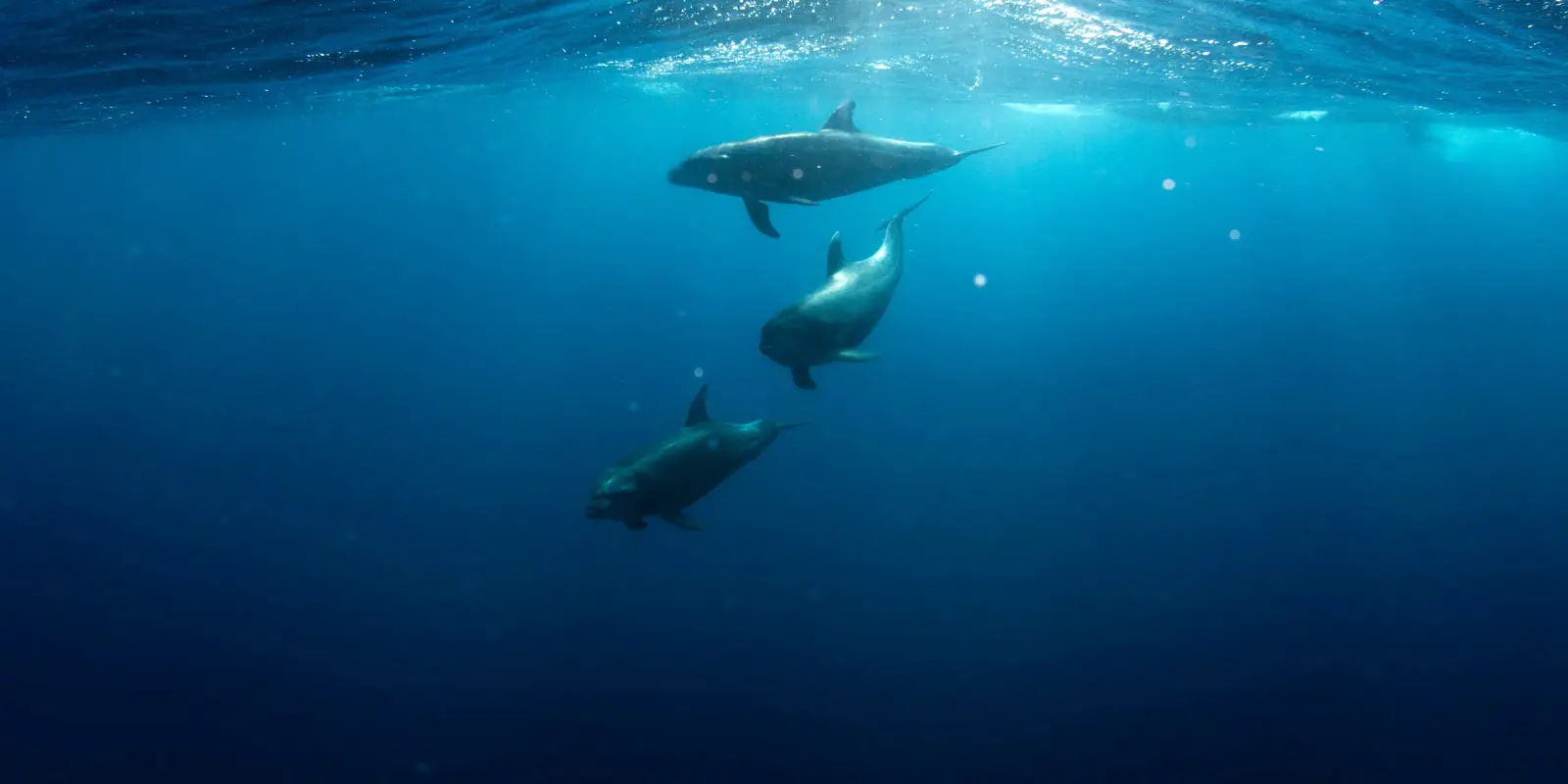 Dream Weaver Charters