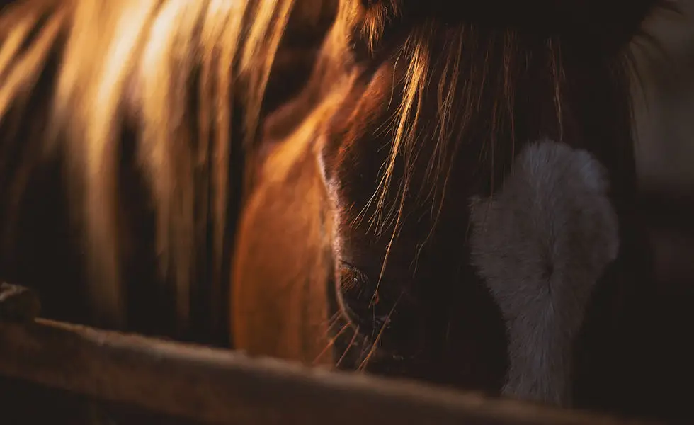 Pony Tales Stables