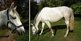 Equine Society Veterinary School of Alfort