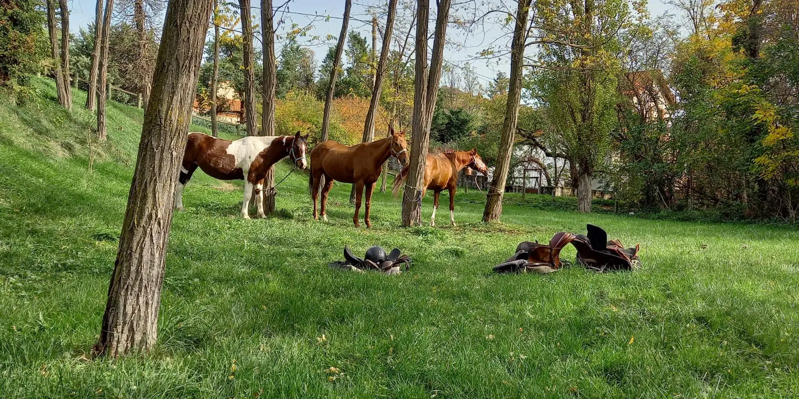 Ecurie Morgane Saby Centre Équestre, Valorisation, Poney Club, Pensions Et Balades À Cheval